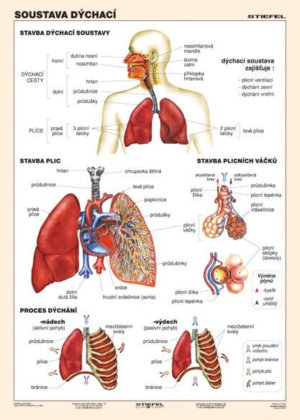 Soustava dýchací, 100 x 140