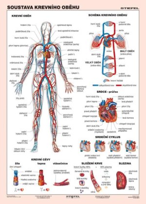 Soustava krevního oběhu, 100 x 140