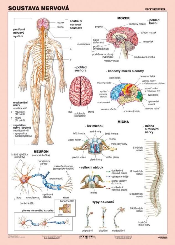 Soustava nervová, 100 x 140