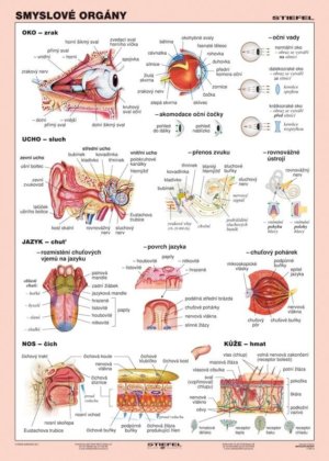 Smyslové orgány, 100 x 140