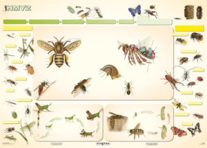 Hmyz I.díl, 160 x 120