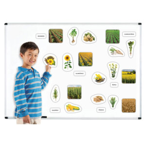 Zemědělské rostliny – magnetky